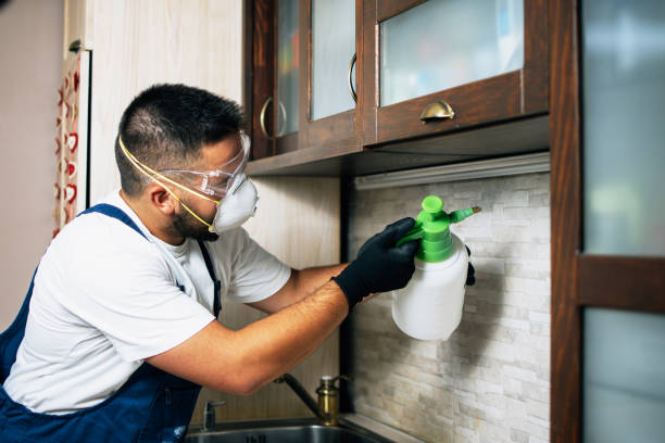 Wasp Removal Services in Fort Ashby, WV