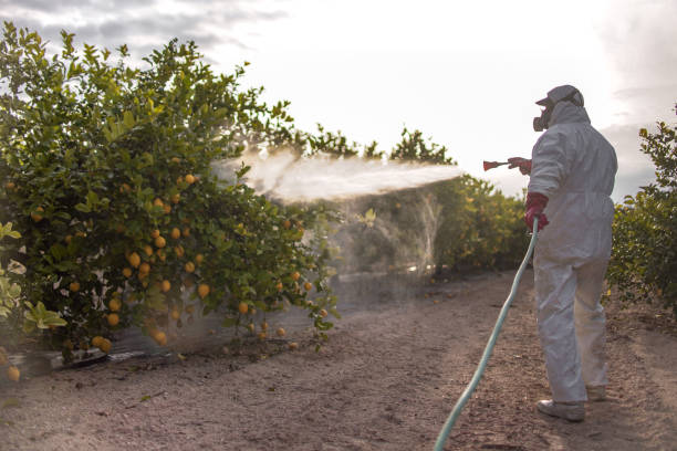 Best Ant Control Services  in Fort Ashby, WV